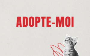 Adopte moi: Le chien Varek, 21.01.2026