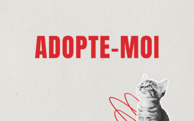 Adopte moi: La chatte Page, 08.10.2025