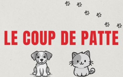Le coup de patte : La communication chez le chat