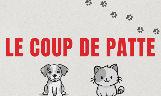 Coup de patte : La cohabitation avec deux chiens