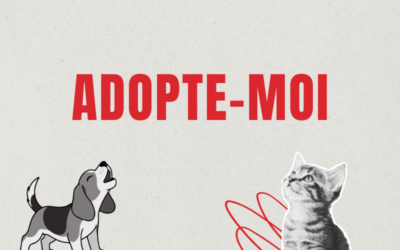 Adopte moi: La chienne Berger Allemand Laska, 04.03.2026