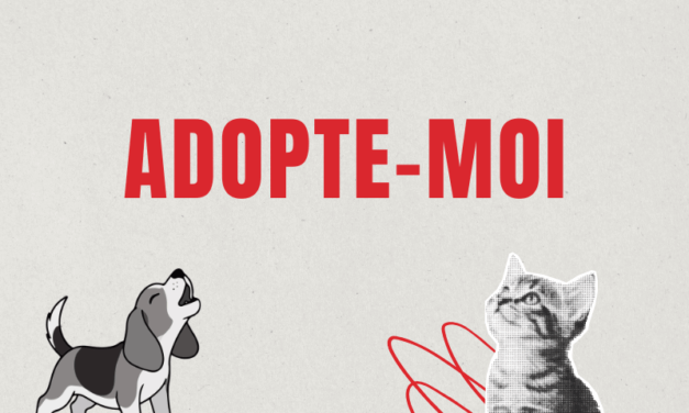 Adopte Moi: Rencontrez Ulysse, un chien en quête d'une famille. 03.06.2026